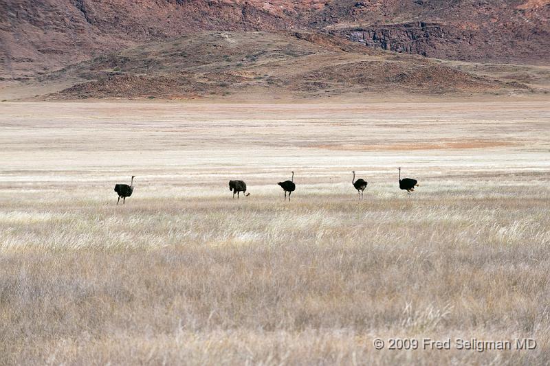 20090608_110059 D3 X1.jpg - Ostrich sighting in Northern Namibia